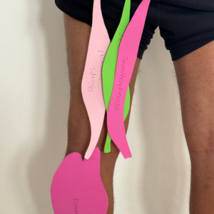 Anatomía en Fomi