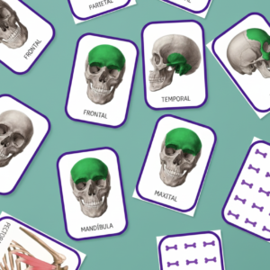 Memorama de los Huesos